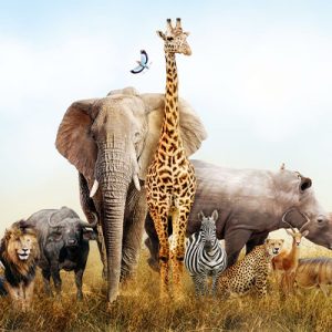 ویزای کنیا، تور کنیا