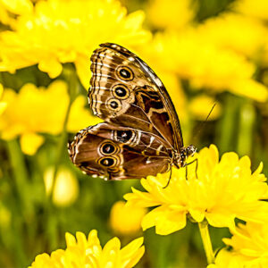 باغ پروانه دبی کجاست؟